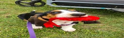 Basset Hound dogs for stud: Basset Hound Proven Stud - Advert 32