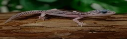Leopard Gecko reptiles for sale: Mack Snow Eclipse (Tangerine x Black Night Cross)  - Advert 5