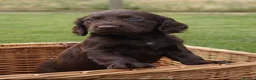 Cocker Spaniel dogs for sale:  Cocker spaniel puppies for sale  - Advert 16