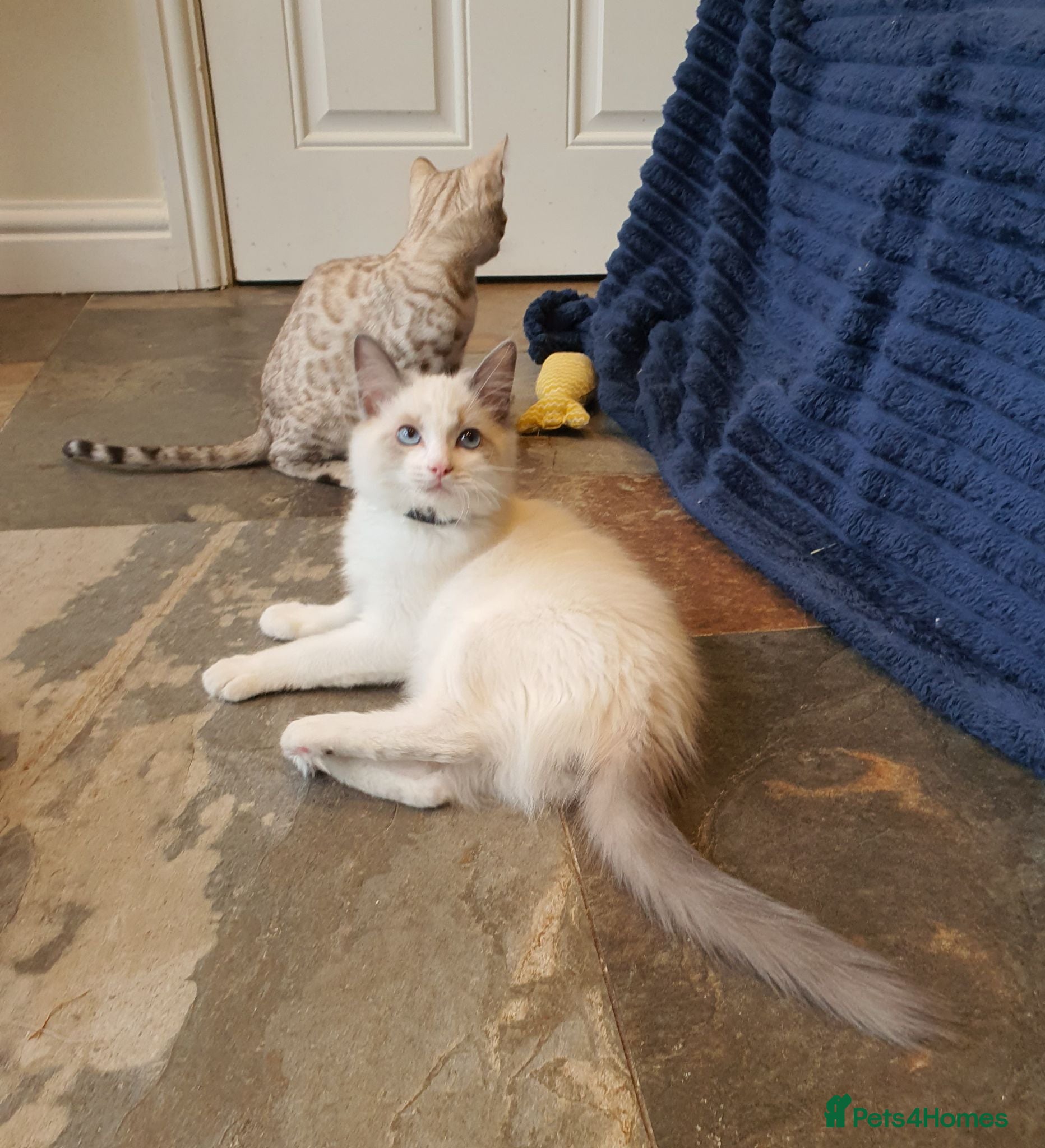 Ragdoll cats 💖Very Beautiful GCCF Registered Ragdoll Kittens. - Advert 2