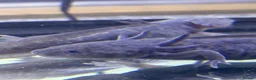 Axolotl reptiles for sale: Black Meleniod axolotls   - Advert 12