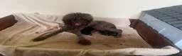 Standard Poodle dogs for sale: KC standard poodles Health tested  - Advert 3