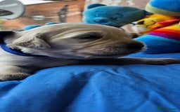 Golden Retriever dogs for sale: Outstanding Kc registered Golden Retriever babies  - Image 19