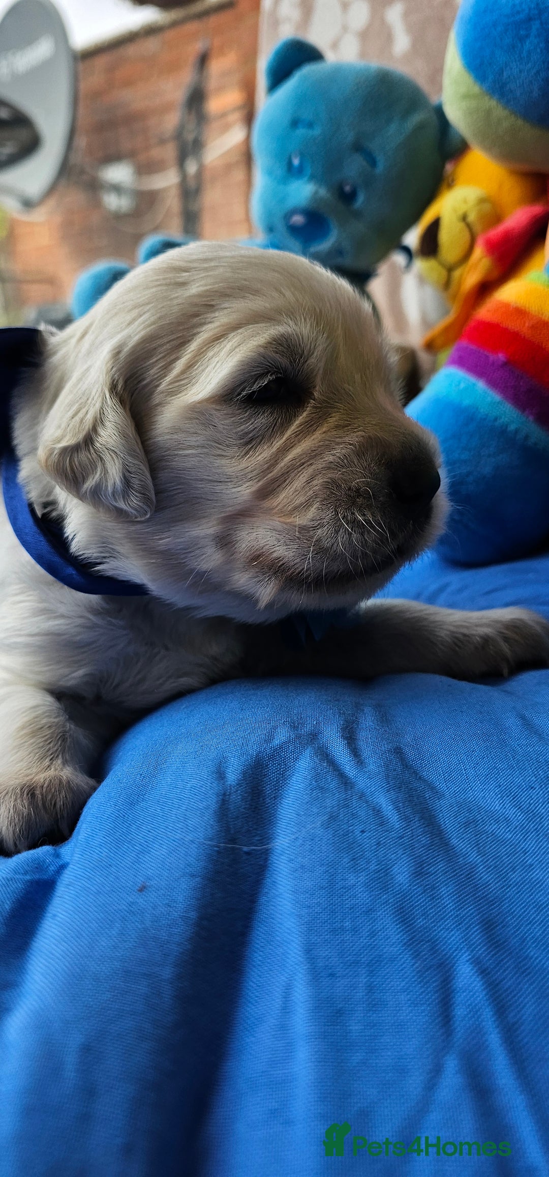 Golden Retriever dogs for sale: Outstanding Kc registered Golden Retriever babies  - Image 19