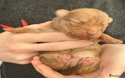 Pomchi dogs for sale:  **  Beautiful Pomchi loved & socialised  - Image 8