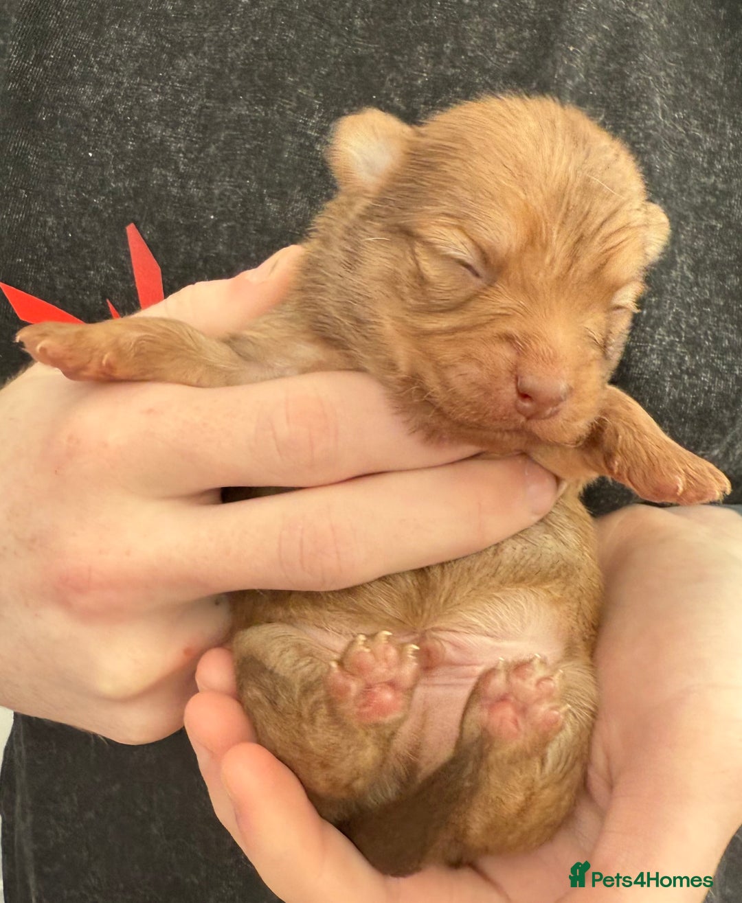 Pomchi dogs for sale:  **  Beautiful Pomchi loved & socialised  - Image 8