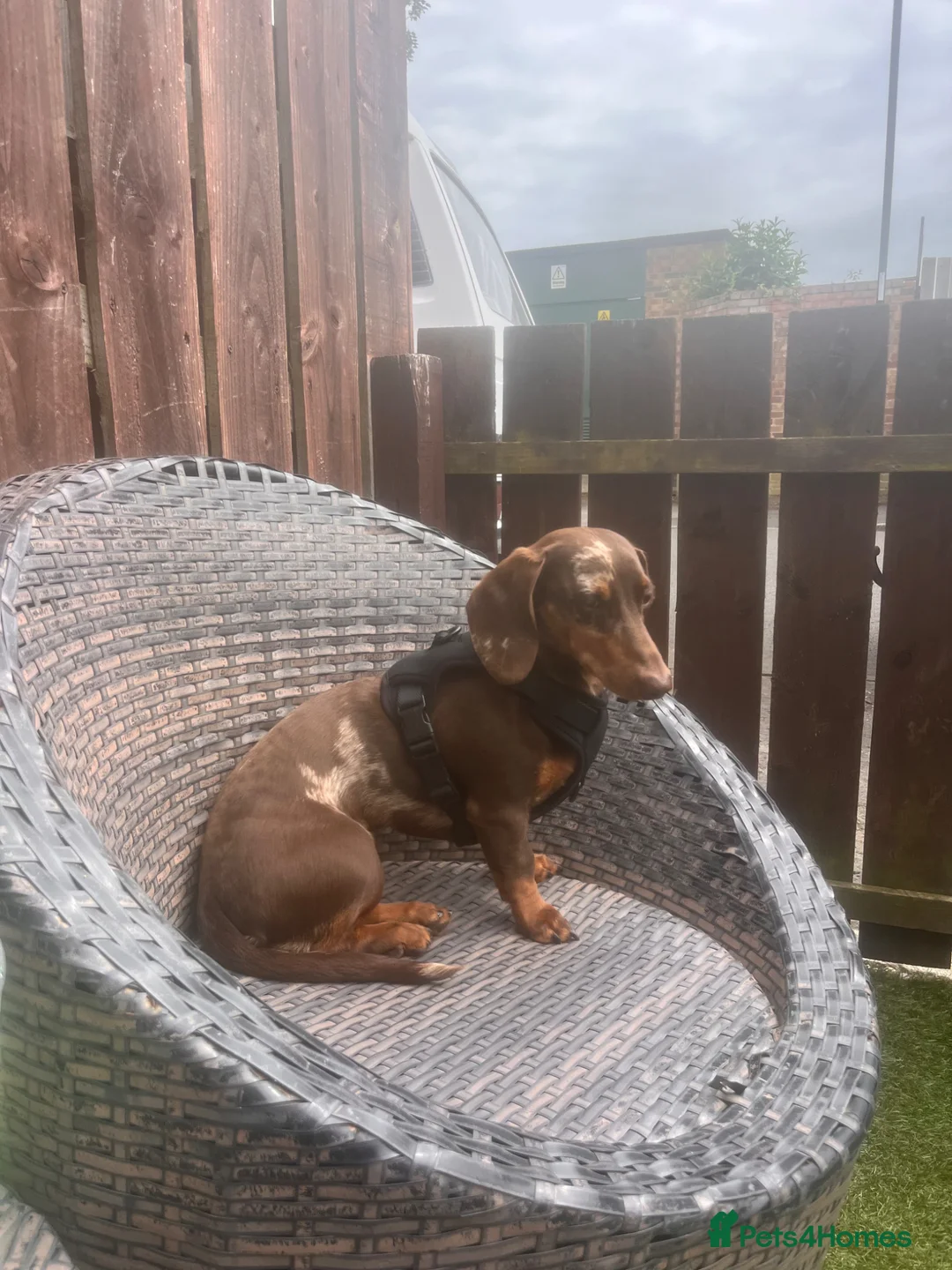 Miniature Dachshund dogs for stud: Chocolate and tan dapple stud  - Advert 1