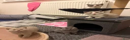 British Shorthair cats for sale: PKD+ALPS Tested, GCCF Registered, Loving Kittens - Advert 11