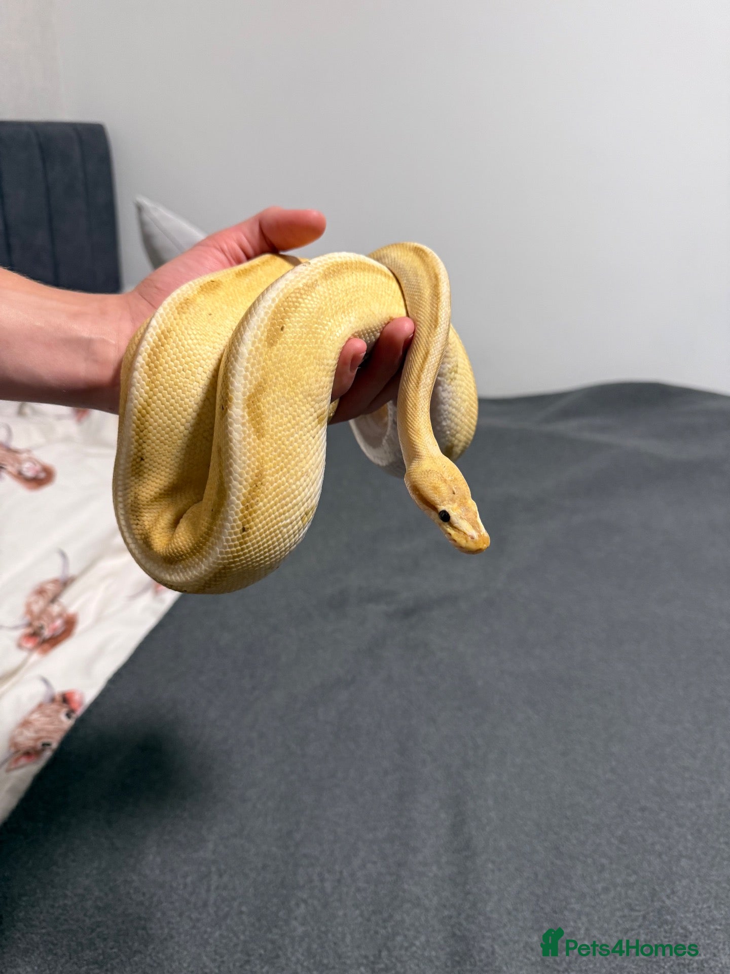 Python Snake reptiles Ball python with full set up - Advert 1