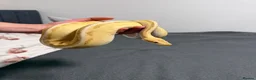 Python Snake reptiles for sale: Ball python with full set up - Advert 1