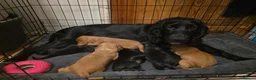 Cocker Spaniel dogs for sale: 🐾 Beautiful Show Cocker Spaniel Puppies 🐾 - Advert 5