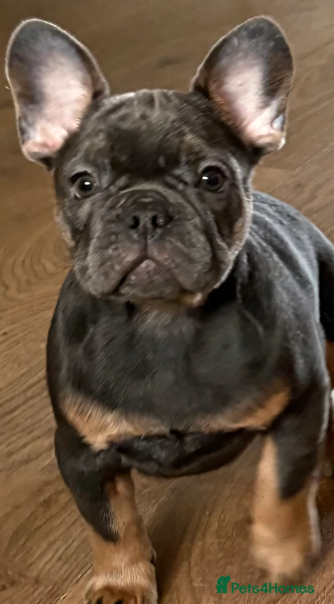 French Bulldog dogs for sale: mrs karen  - Advert 3