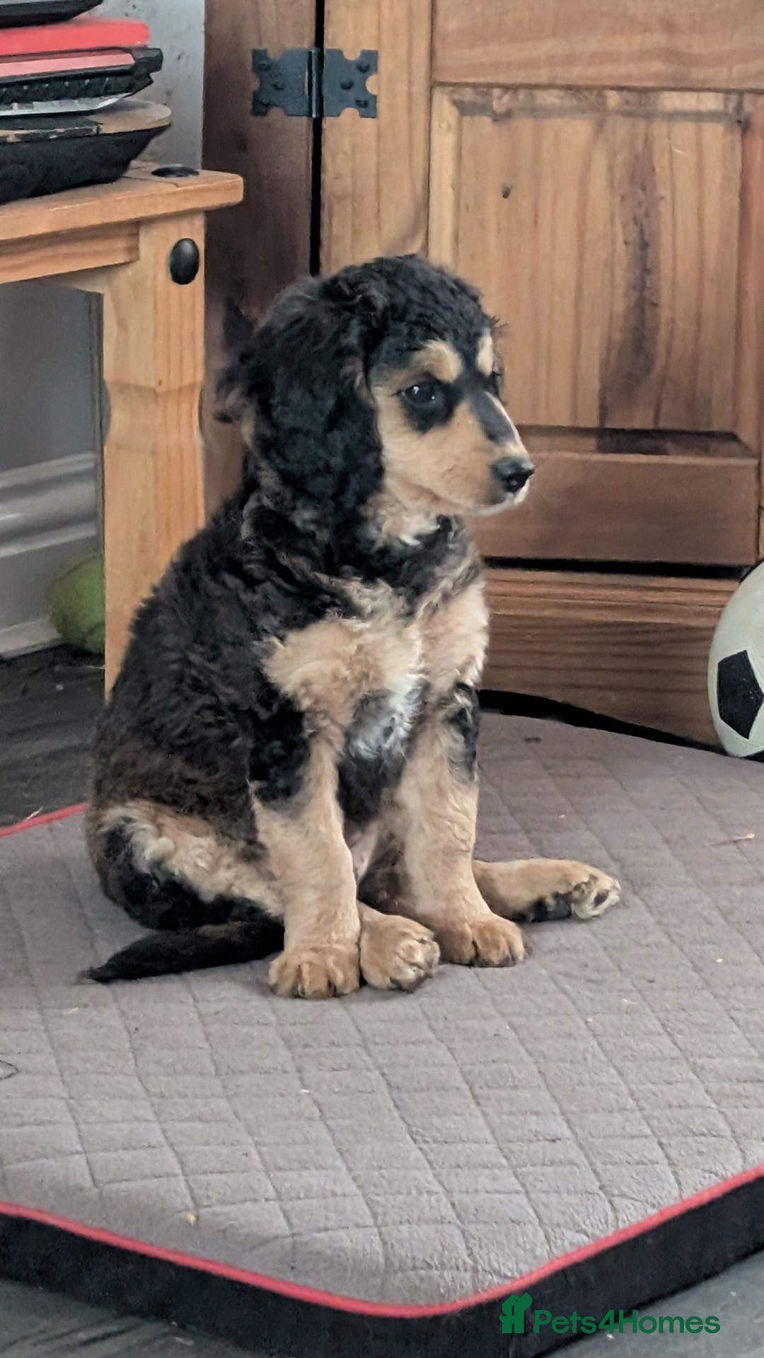 Cockapoo dogs for sale: Cockerpoos  - Image 12