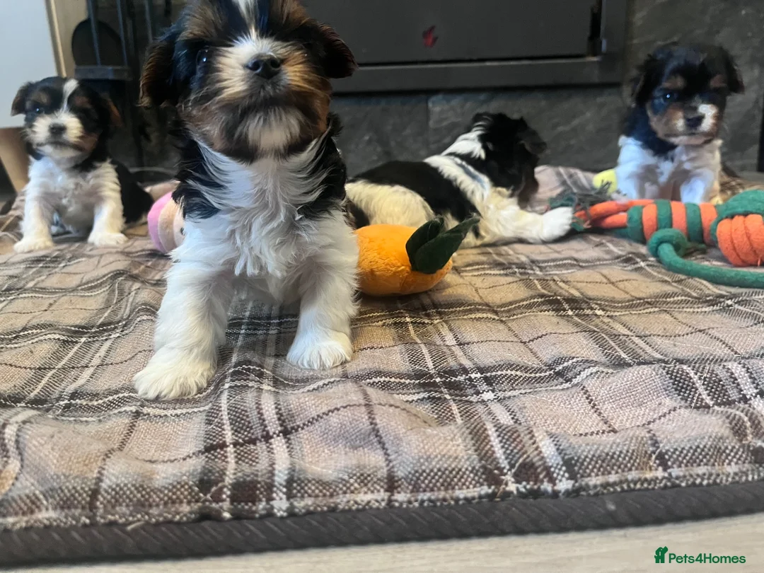Biewer Terrier dogs for sale: 4 Pure Biewer Terrier for sale  - Advert 2