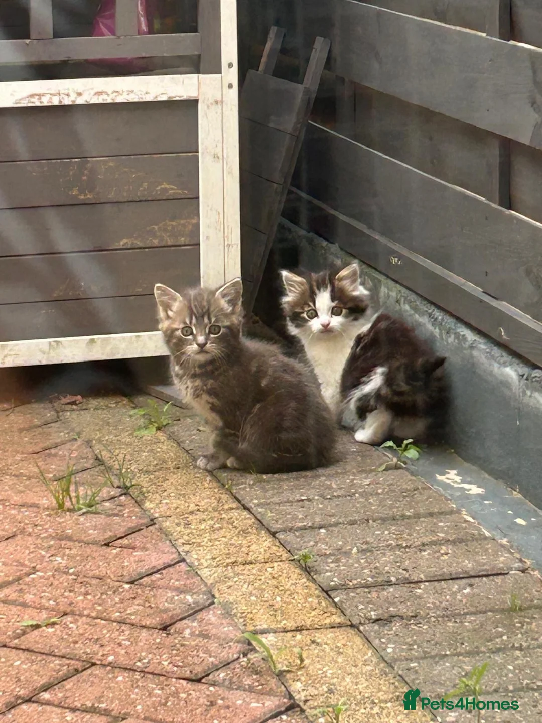 Persian cats for sale: Cats  - Advert 4