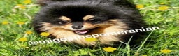 Pomeranian dogs for stud: Well Proven Stunning Black and Tan Pomeranian Stud in Ebbw Vale - Advert 15