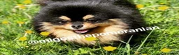 Pomeranian dogs for stud: Well Proven Stunning Black and Tan Pomeranian Stud in Ebbw Vale - Advert 15