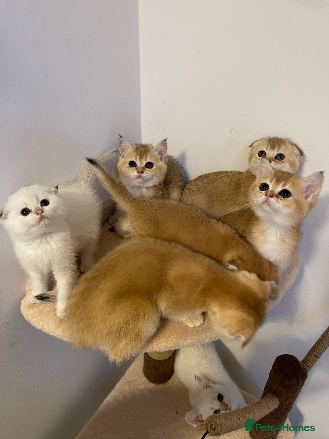 Scottish Fold cats for sale: LUXURY GOLDEN CHINCHILLA SCOTTISH FOLD KITTENS  - Image 1