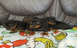 Dachshund dogs for sale: Dachshund puppies - Image 2