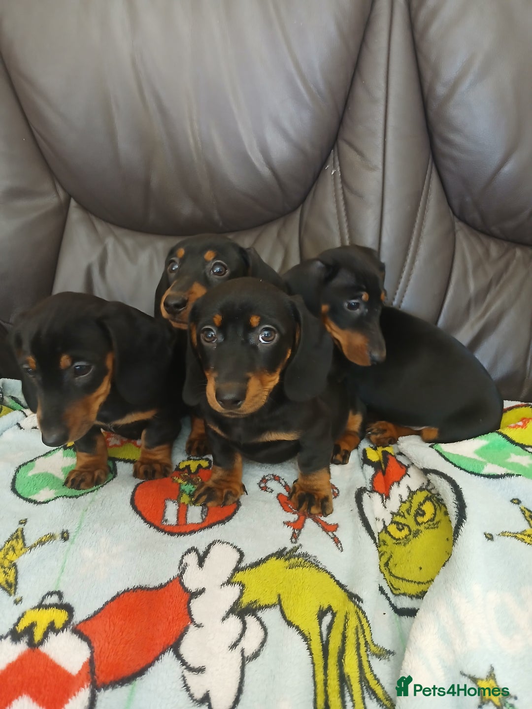 Dachshund dogs for sale: Dachshund puppies - Image 2
