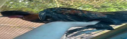 Mixed Breed poultry for sale: Mixed Flock of Birds - Advert 4