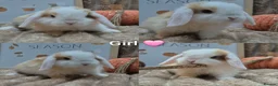 Mini Lop rabbits for sale: Mini lops - Advert 2