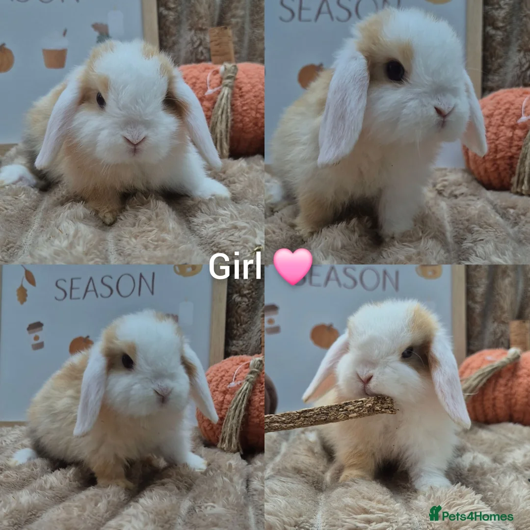 Mini Lop rabbits for sale: Mini lops - Advert 2