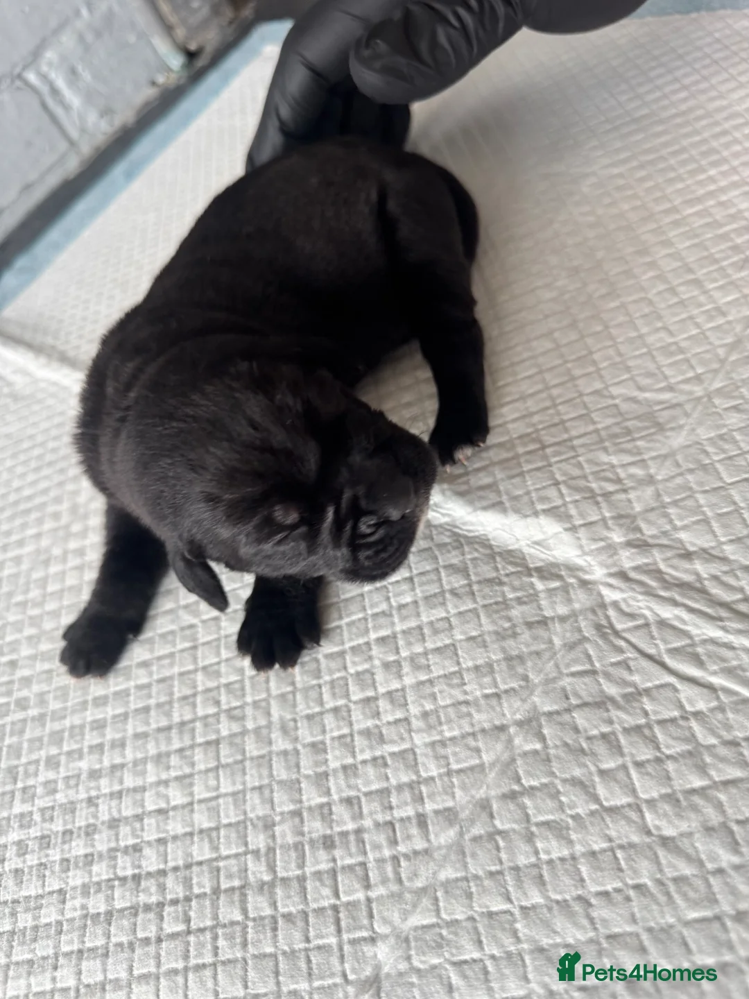 Cane Corso dogs for sale: Beautiful litter of cane corso  in Sheerness - Advert 31
