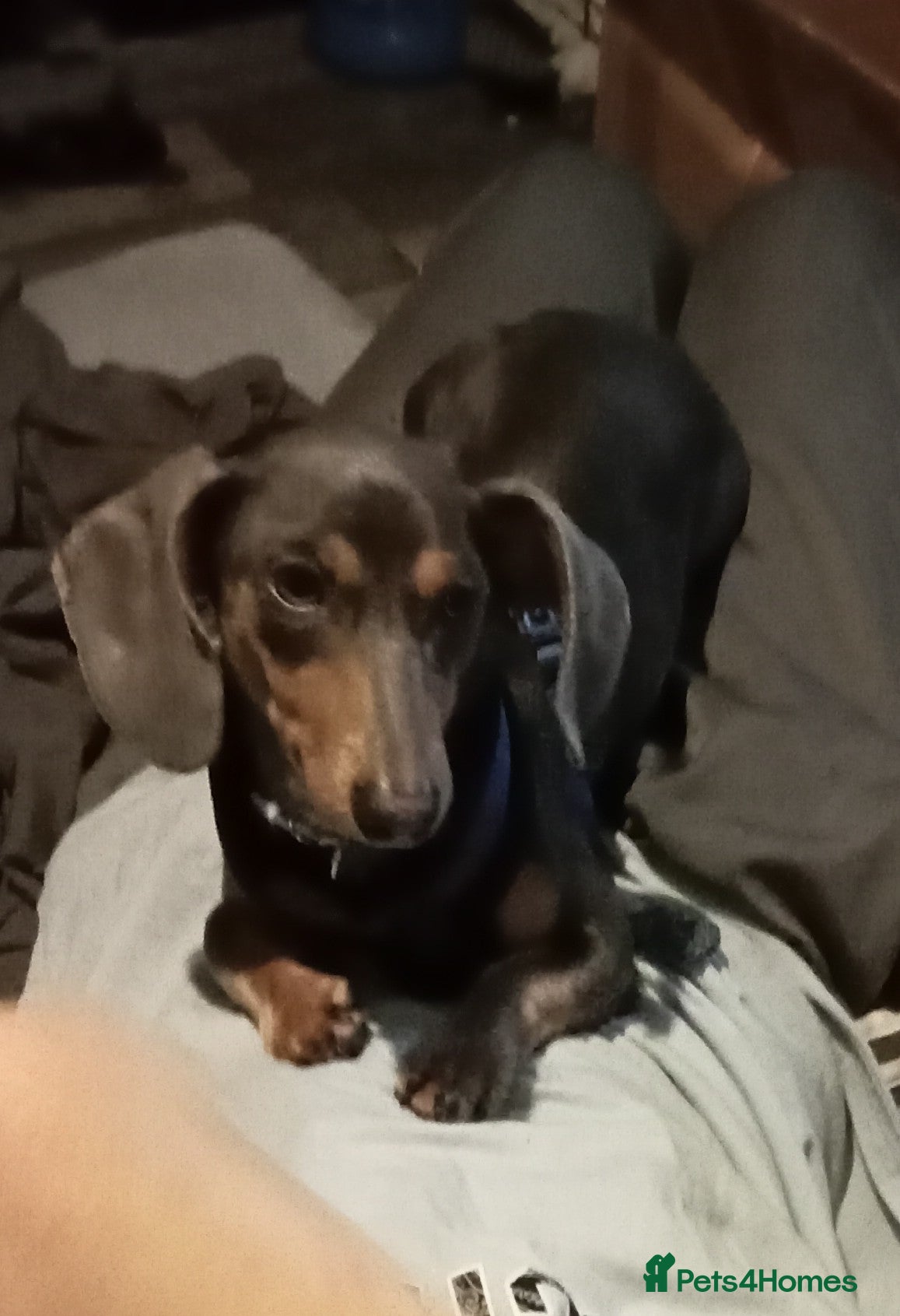 Dachshund dogs Beautiful male dachshund  - Advert 1