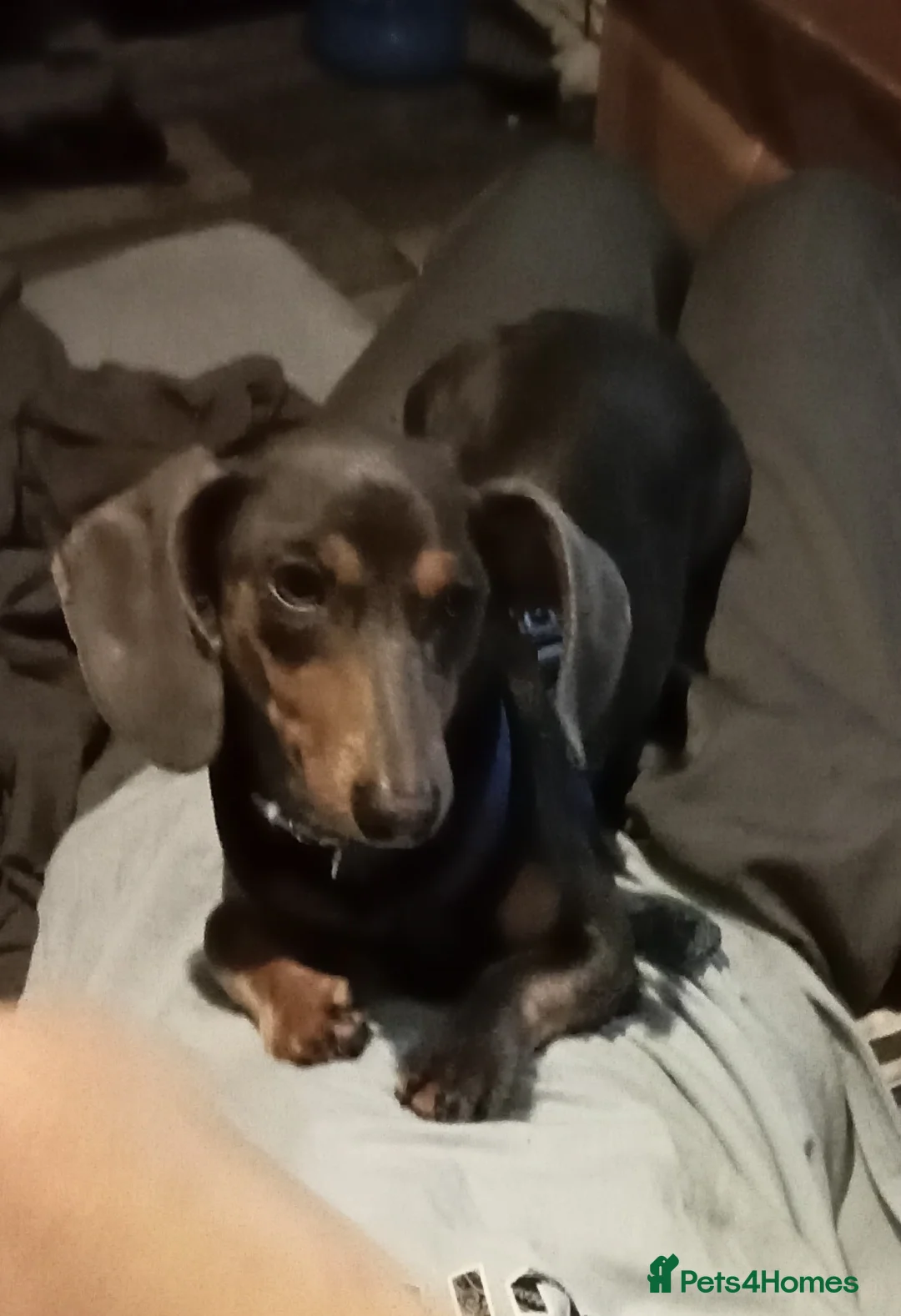 Dachshund dogs for sale: Beautiful male dachshund  - Advert 1