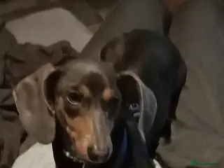 Dachshund dogs Beautiful male dachshund - Advert 1