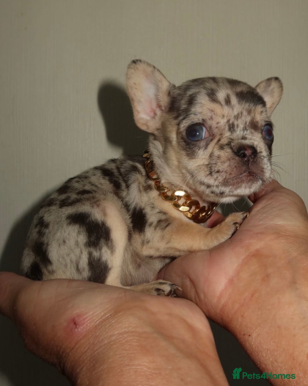 French Bulldog dogs for sale: Reduced! Stunning french bulldogs  - Advert 2