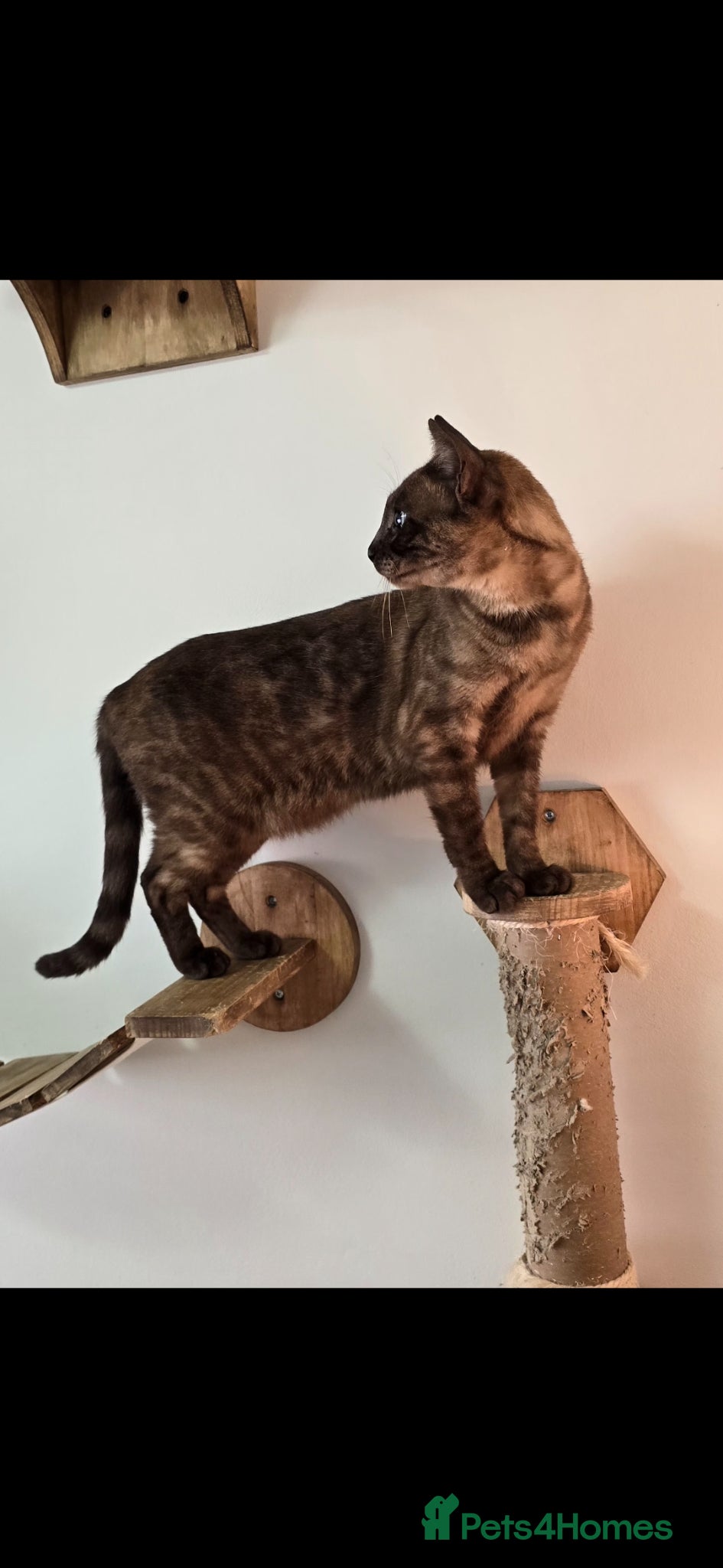 Bengal cats for sale: Tica registered solid Mink bengal girl in Norwich - Advert 2