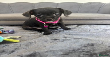 Chipoo dogs - Advert 4
