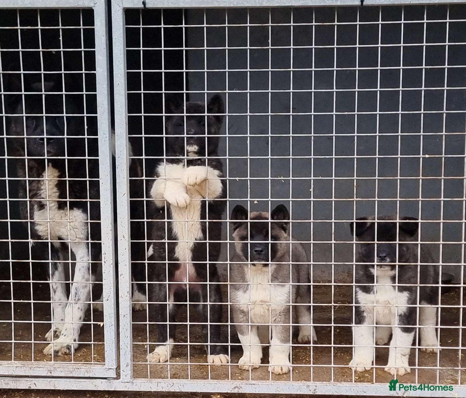 Akita dogs Kc Registered American Akita Puppies  - Advert 6