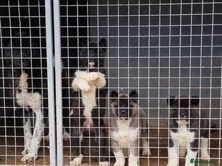 Akita dogs Kc Registered American Akita Puppies - Advert 10