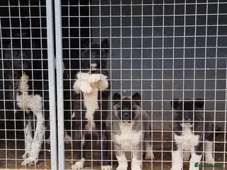 Akita dogs Kc Registered American Akita Puppies Ready - Advert 9