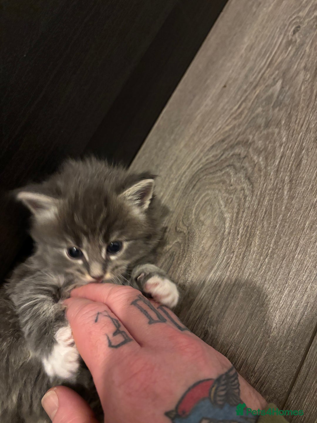 Mixed Breed cats for sale: Maine coon/Scottish fold cross - Advert 14