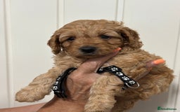 Cavapoo dogs for sale: ❤️ F1B CAVAPOOS 5* health checked ❤️ - Image 21