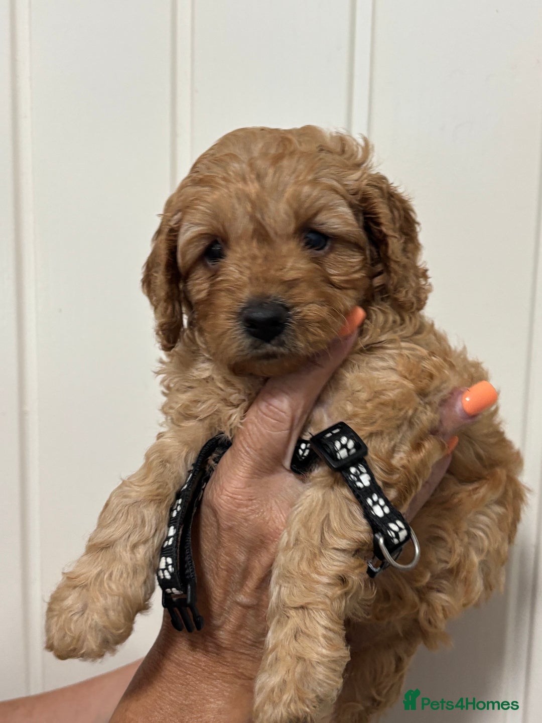 Cavapoo dogs for sale: ❤️ F1B CAVAPOOS 5* health checked ❤️ - Image 21