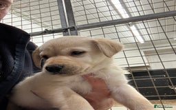 Labrador Retriever dogs for sale: Outstanding Labrador puppies  - Image 3