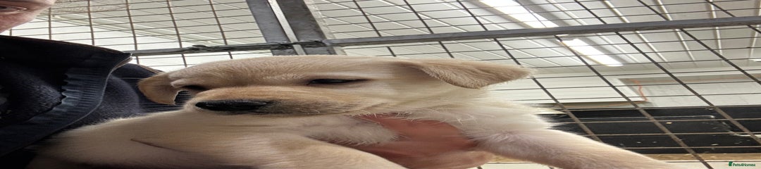 Labrador Retriever Puppy 3