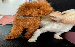 Maltipoo dogs for sale: Kc, Asian size, F1 female - Image 7