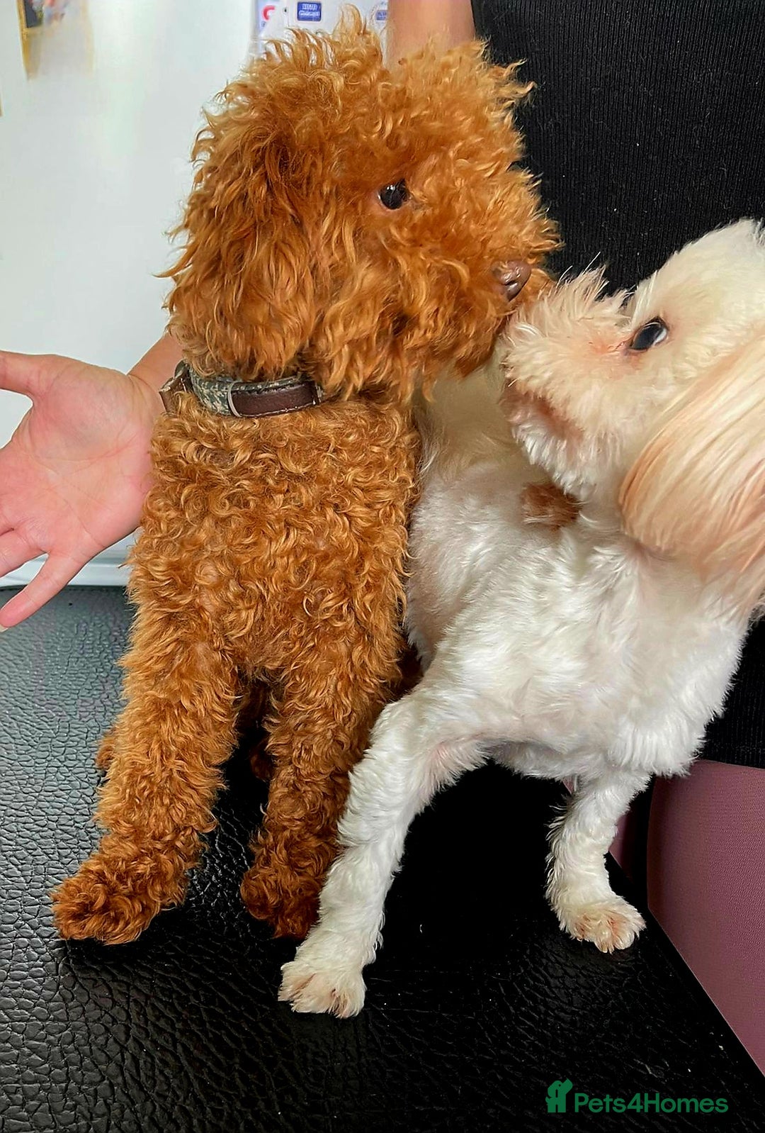 Maltipoo dogs for sale: Kc, Asian size, F1 female - Image 7