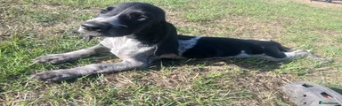 Mixed Breed 3