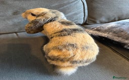 Mini Lop rabbits for sale: Beautiful Mini Lop Boy (Buck) - Image 5