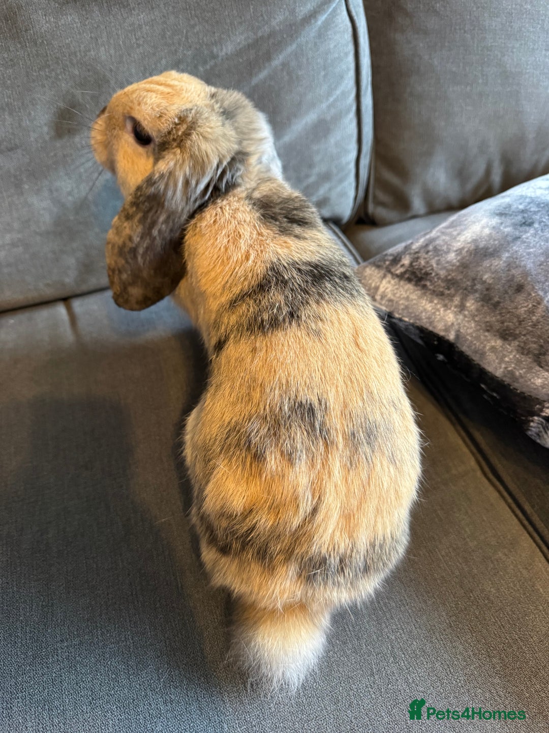Mini Lop rabbits for sale: Beautiful Mini Lop Boy (Buck) - Image 5