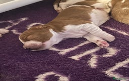 Welsh Springer Spaniel dogs for sale: Kc reg Welsh springer spaniel male puppies - Image 11