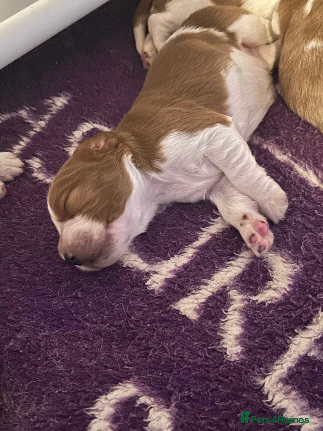Welsh Springer Spaniel dogs for sale: Kc reg Welsh springer spaniel male puppies - Image 11