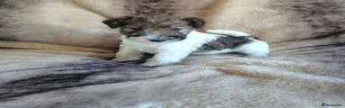 Fox Terrier 1